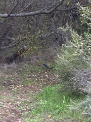 Aphelocoma insularis