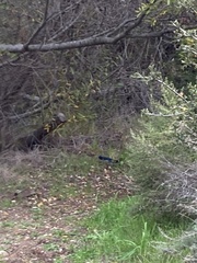 Aphelocoma insularis