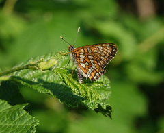Euphydryas maturna