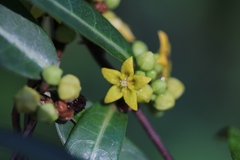 Hemidesmus indicus