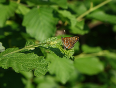 Euphydryas maturna