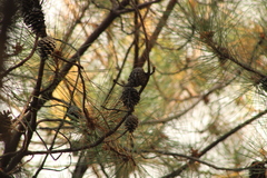 Pinus oocarpa