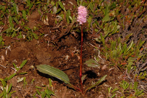 Image of Bistorta plumosa by (c) Brian Finzel, some rights reserved (CC BY-SA)