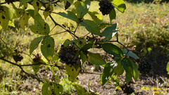 Eleutherococcus sessiliflorus