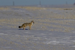 Vulpes velox
