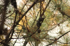 Pinus oocarpa