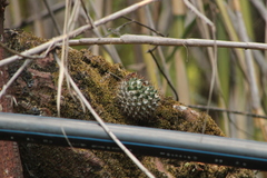Mammillaria karwinskiana