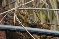 Mammillaria karwinskiana