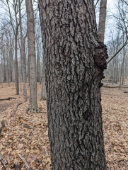 Phloeotribus liminaris