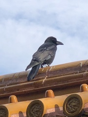 Corvus macrorhynchos