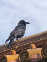 Corvus macrorhynchos