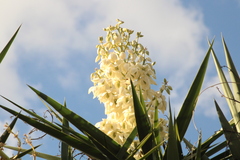 Yucca gigantea