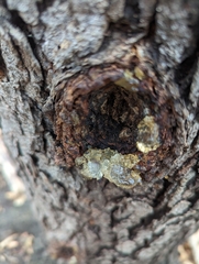 Phloeotribus liminaris