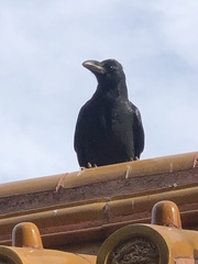 Corvus macrorhynchos