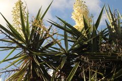 Yucca gigantea