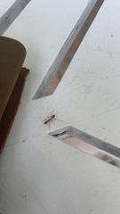 Oecophylla smaragdina