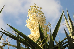 Yucca gigantea