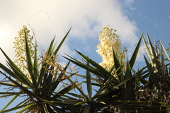 Yucca gigantea
