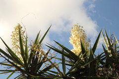 Yucca gigantea