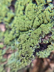 Chaenotheca furfuracea