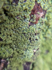 Chaenotheca furfuracea