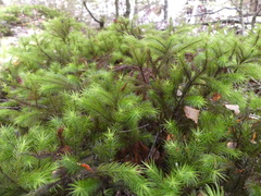 Dendroligotrichum tongariroense