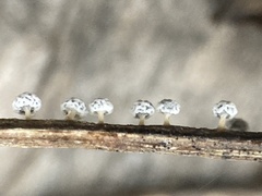 Didymium squamulosum