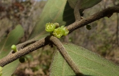 Casearia tomentosa
