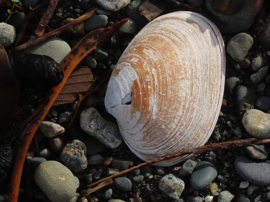 Washington butterclam