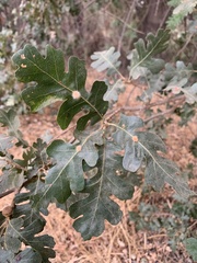 Druon fullawayi