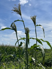 Sorghum bicolor