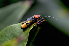 Chauliognathus tricolor