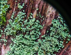 Cladonia caespiticia