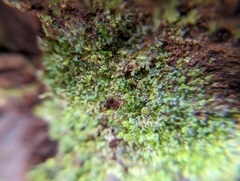 Tetraphis pellucida