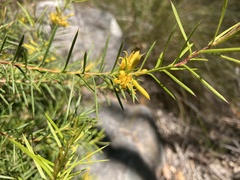 Persoonia juniperina