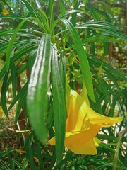 Cascabela thevetia