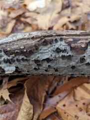 Biscogniauxia marginata