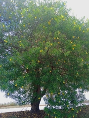 Cascabela thevetia