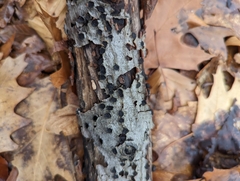 Biscogniauxia marginata