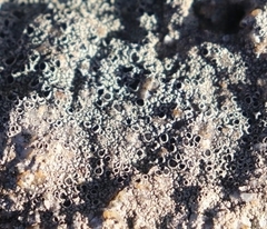 Lecanora