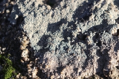 Lecanora
