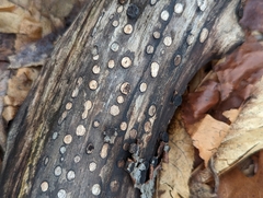 Biscogniauxia marginata