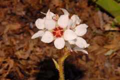 Boykinia richardsonii