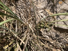 Lomandra multiflora dura