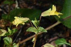 Mimulus