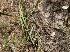 Lomandra multiflora dura