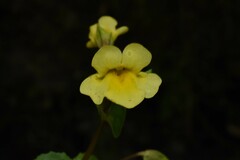Mimulus