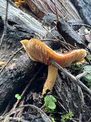 Pholiota highlandensis
