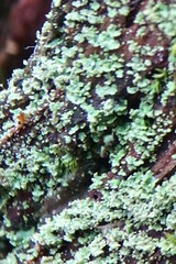 Cladonia caespiticia