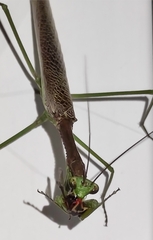 Coptopteryx gayi